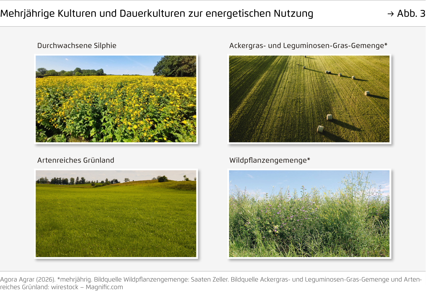 Preview for Mehrjährige Kulturen und Dauerkulturen zur energetischen Nutzung